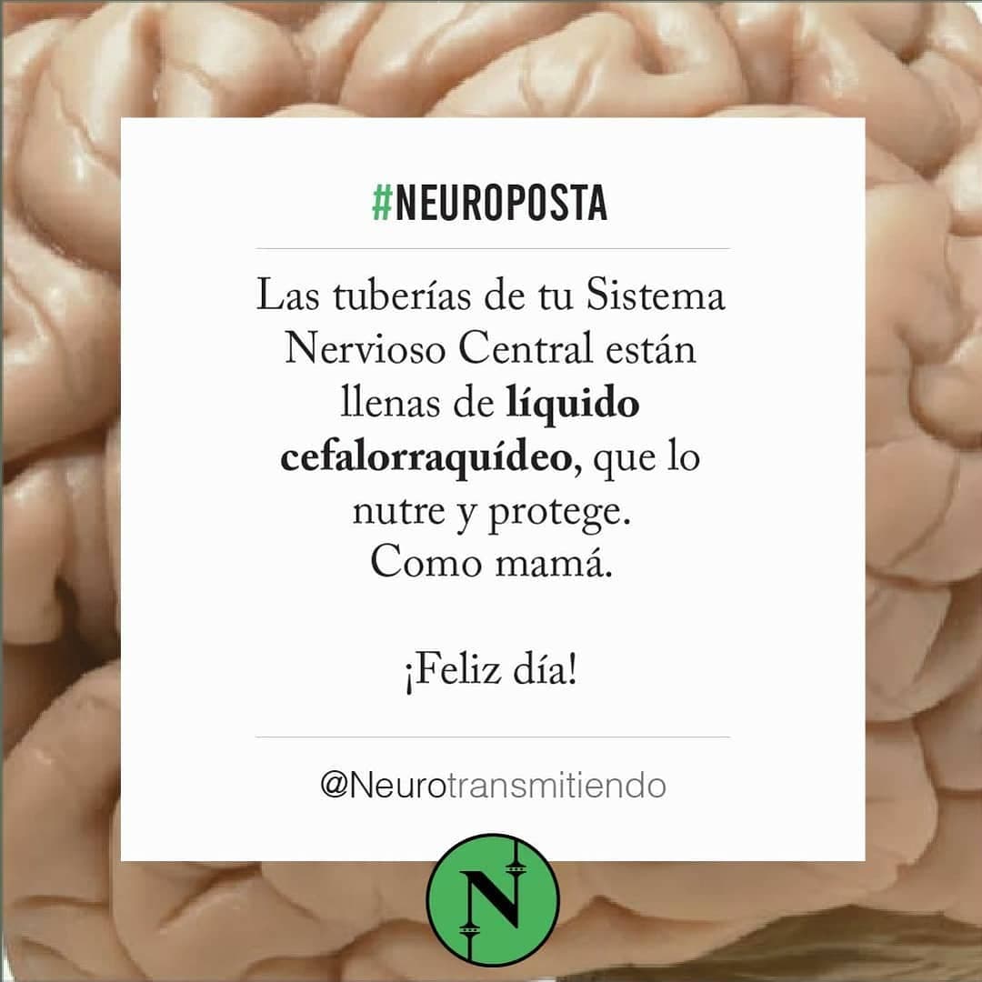😛 Ayer mi sobrinito se golpeó la cabeza y gritando me dijo: “¡me golpee el cerebro!”. 😱