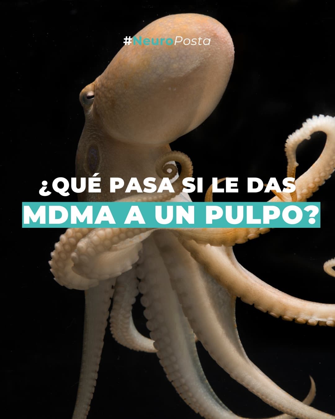 ¿Alguna vez te preguntaste qué pasa si le damos NMDA a un pulpo 🐙? ¡En este posteo te contamos!